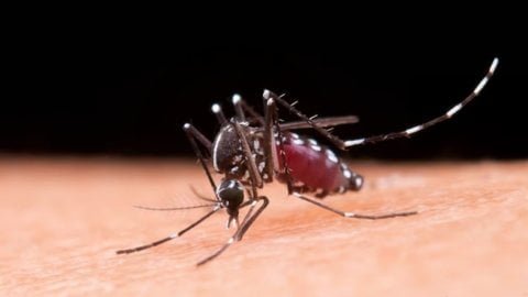 Número de testes positivos de dengue triplicou em 2023 (foto: reprodução)