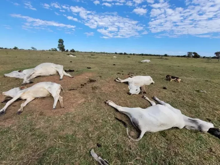 Mais de mil cabeças de gados morrem de frio em MS (Foto: Reprodução / Tag Notícias)