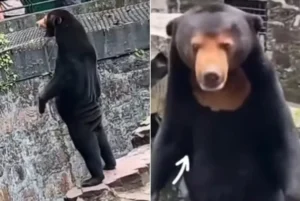 O Hangzhou Zoo explicou que o animal da imagem é uma ursa malaia chamada Angela — Foto: Reprodução/X