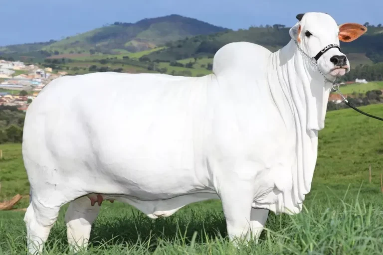Viatina-19 FIV Mara Móveis, a vaca brasileira de R$21milhões — Foto: Casa Branca Agropastoril/Divulgação - Tag Notícias