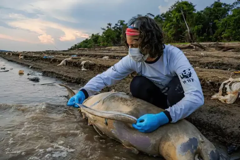 Especialistas e voluntários atuam no resgate de botos na Amazônia (Foto: Miguel Monteiro/Instituto Mamirauá)