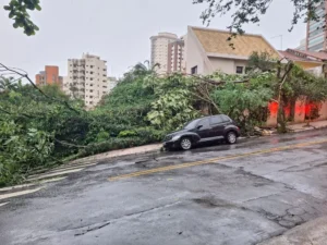 Árvore derrubada pelo vento durante temporal na Vila Mariana, em São Paulo (foto: William Cardoso/Metrópoles)