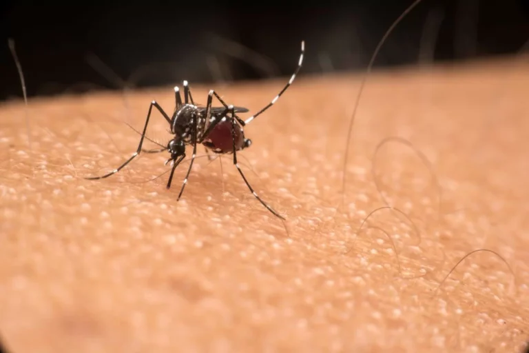 Mosquito da dengue (Foto: Getty Images/Reprodução)