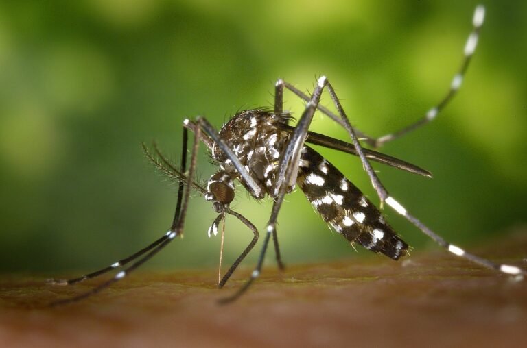 Ministério da Saúde define hoje como será vacinação contra dengue (Foto: Reprodução)