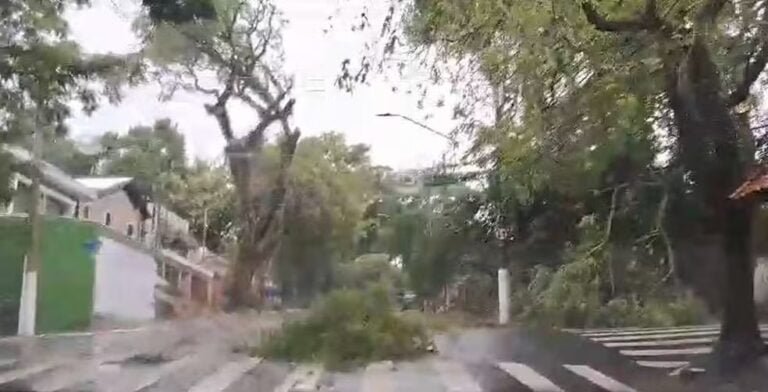 Árvore caída no cruzamento de ruas da Zona Sul após chuva que atingiu São Paulo (Foto: Isabela Leite)
