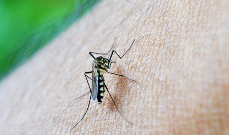 RJ registra mais de 17 mil casos de dengue (Foto: Reprodução)