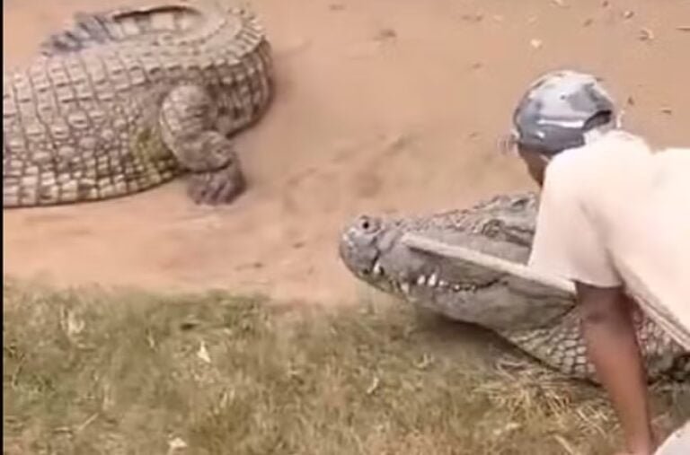 Crocodilo quase arranca órgãos genitais de cuidador (Foto: Reprodução)