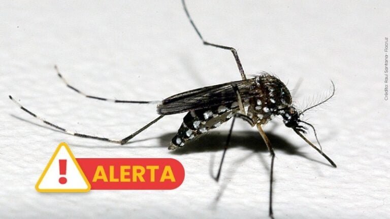 SP anuncia estado de emergência devido à epidemia de dengue (Foto: Reprodução)