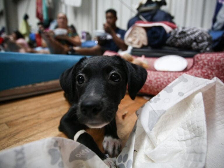 Porto Alegre convoca veterinários voluntários para atuar nos abrigos de animais (Foto: Reprodução)