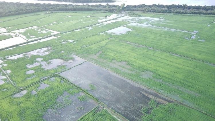 Temporais destroem plantações de arroz (foto: reprodução)