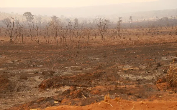 As consequências do desmatamento no Cerrado são graves e abrangentes (foto: reprodução)