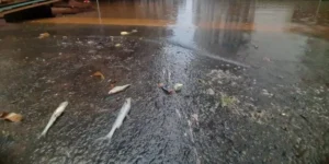 Com água baixando, moradores de Porto Alegre convivem com animais mortos, esgoto, mau cheiro nas ruas (Foto: Reprodução)