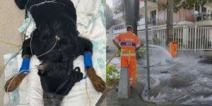 Rio de Janeiro vive onda de cachorros envenenados