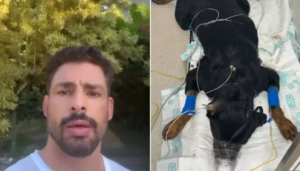 Cauã Reymond publica vídeo dizendo que seus cães foram envenenados (Foto: Reprodução)