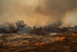 MS decreta emergência após incêndios florestais (Foto: Reprodução)